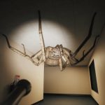 Final Trailer Unleashes a New Menace: The Tarantula Takes Center Stage in Huntsman